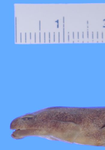 Media type: image; Herpetology A-8960